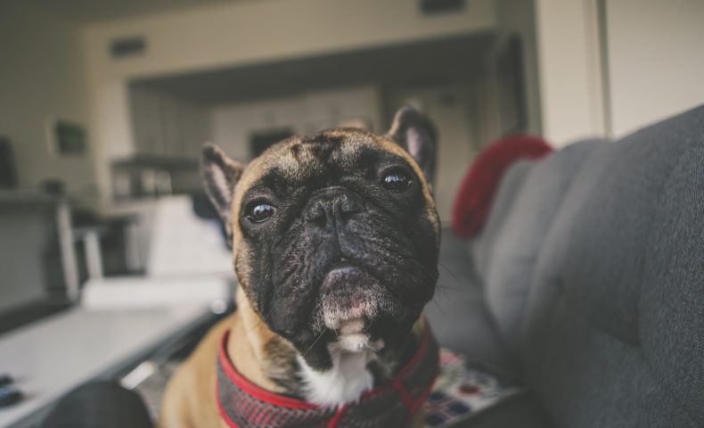 家のリビングで寛ぐ犬