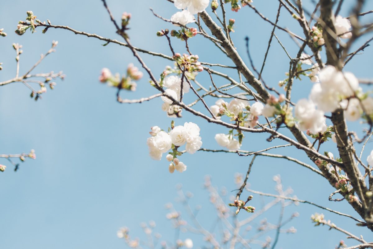 桜